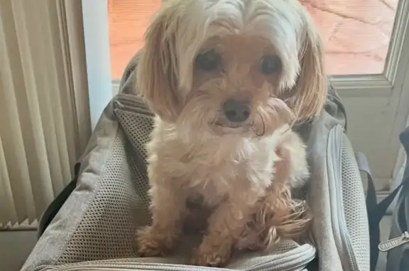 Lost Maltipoo in Miami: Help Us Find Her!