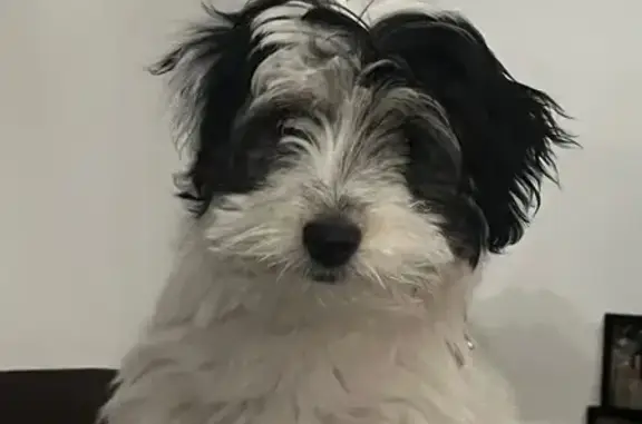 Chien perdu Livry-Gargan, photo : Bichon croisé perdu à Livry-Gargan