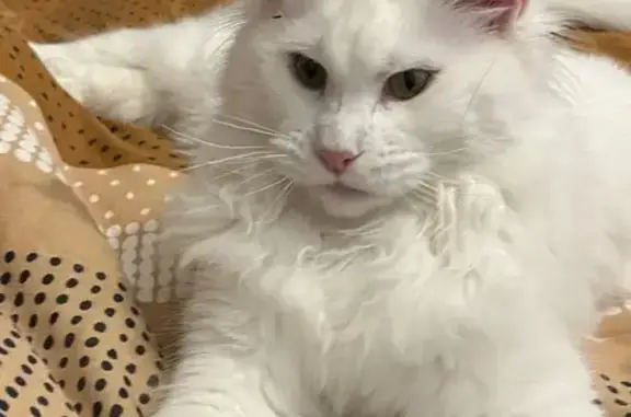 Maine Coon blanche perdue à Gattières - photo