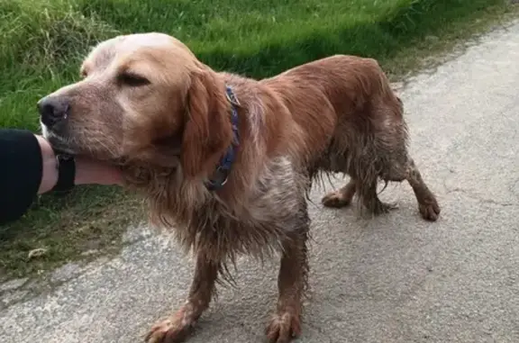 Chien trouvé , photo: Chien de chasse trouvé à Guidel, Bretagne