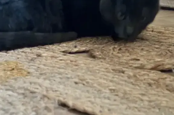 Chat trouvé Vénissieux, photo: Chat mâle trouvé, sociable, Vénissieux