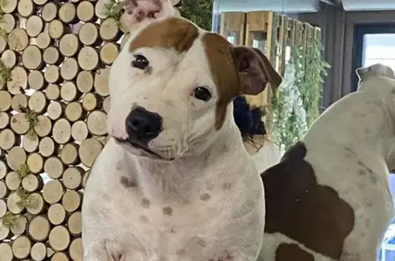 Chien disparu à Cagnes-sur-Mer - photo