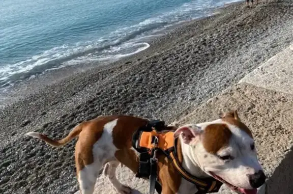 Staffie marron-blanche perdue à Cagnes-sur-Mer - photo