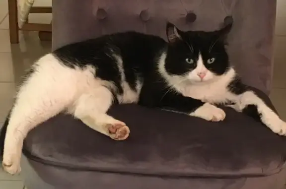 Chat perdu à Clévilliers, noir et blanc - photo