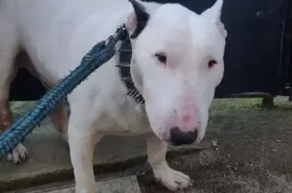 Perro Bull Terrier Herido en Sant Vicenç