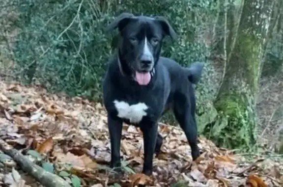 Chien perdu , photo : Sulis
