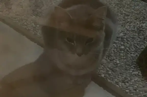 Chaton trouvé, très gentil, Chessy - photo