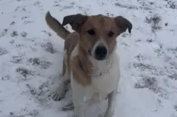 Lost Collie Lab Mix: Bonifay, FL Area