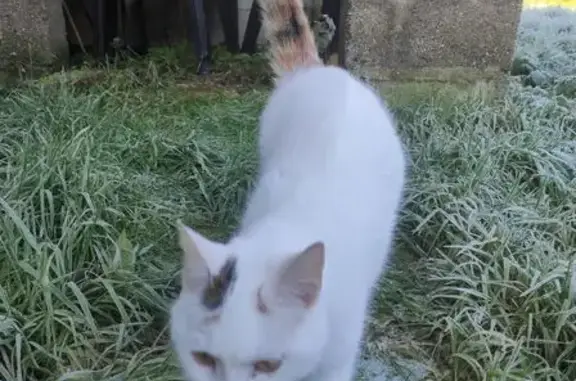 Animaux trouvés Abbeville, photo: Chat blanc aux yeux jaunes perdu