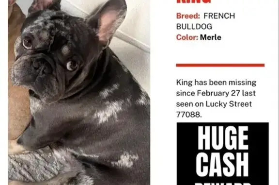 Lost Merle Frenchie in Houston Area