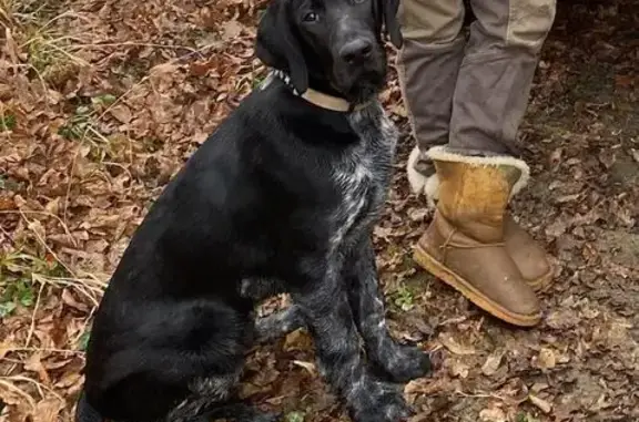 Chien perdu , photo : Chiens Drathaar 6 mois disparus à Villiers