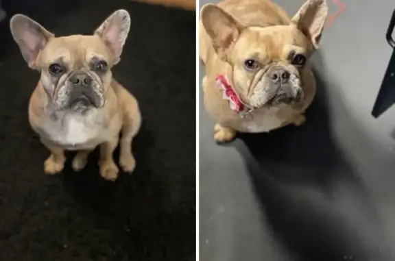 Stolen Tan French Bulldog in Little Rock