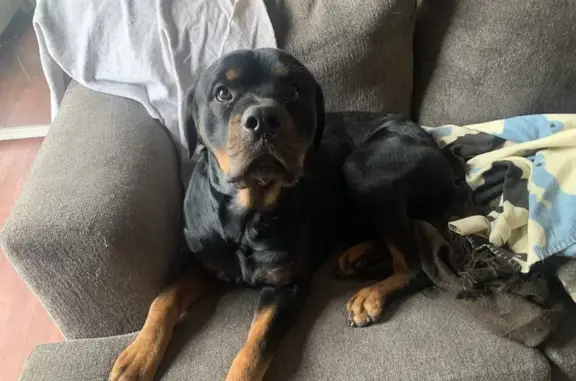 Lost Rottweiler in Cimarron City, OK