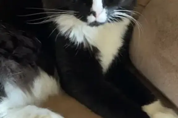 Lost: Black & White Long-Haired Cat