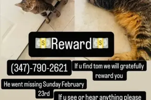 Lost Cat: Help Find Tom on Humboldt St