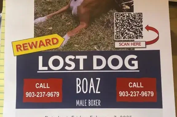 Lost Male Boxer: Fawn, Limp, Quinlan TX