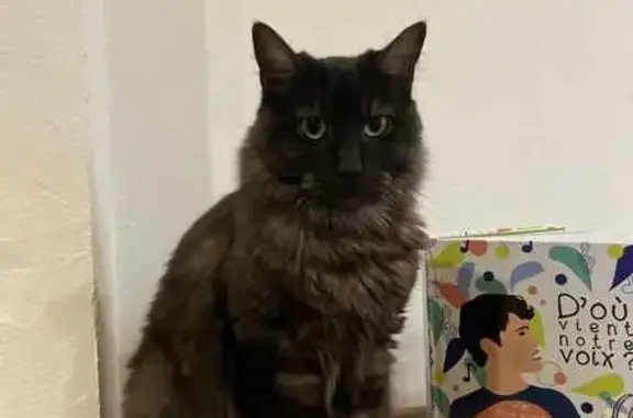 Chat Maine Coon noir disparu à Anglet - photo