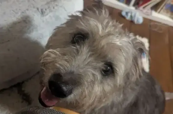 Lost Grey Terrier Near Cardiff...