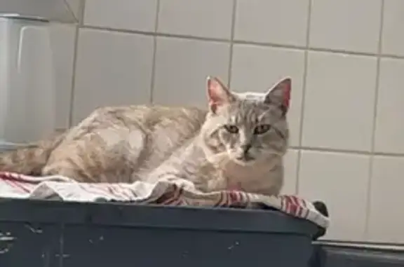 Chat perdu, Valframbert, photo: Chat perdu, Allée des Peupliers, Valframbert