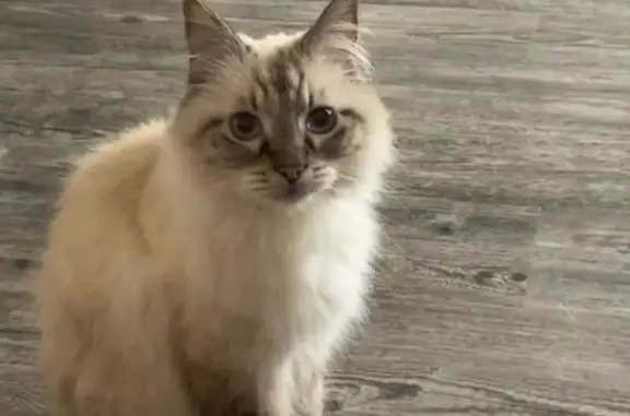 Lost Ragdoll Cat: Cream & Black, Blue Eyes