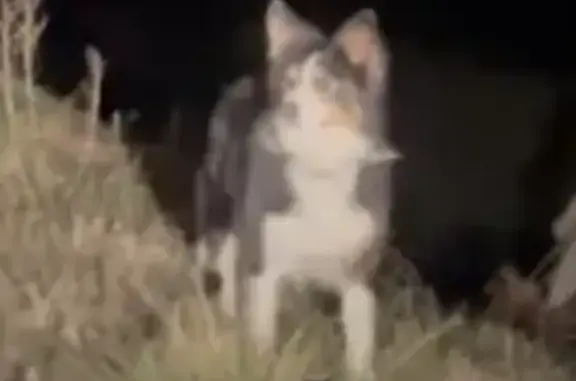 Chien craintif trouvé près de Colombier - photo