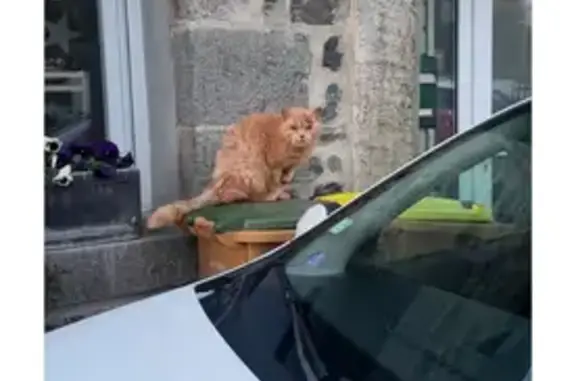 Chat blessé trouvé, besoin d'aide urgente - photo