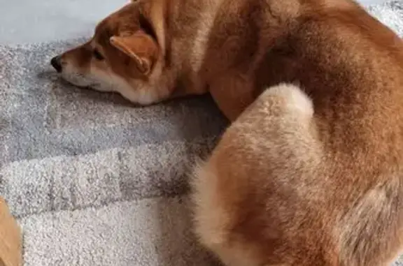 Shiba inu perdu à Châteauneuf-les-Martigues - photo