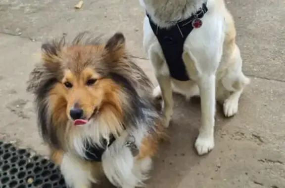 Chiens perdus à Saint-Valérien - photo
