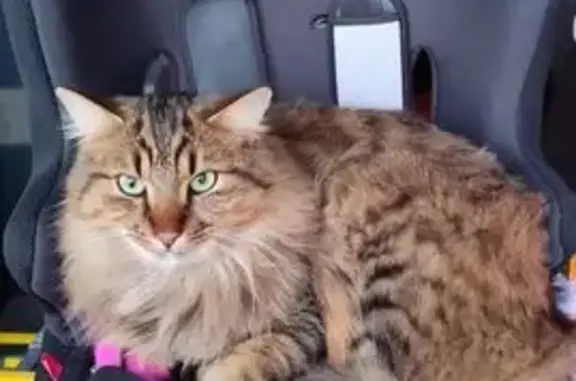 Animaux perdus , photo: Chat perdu : Simba, mâle tigré Valdivienne