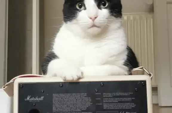 Chat noir et blanc perdu à Pont-Du-Château - photo
