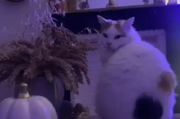 Animaux perdus Fenain, photo: Chat perdu à Fenain, rue Maurice Thorez