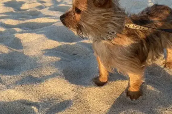 Chien perdu à Agen : contactez-nous ! - photo