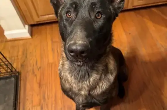 Lost Dog: Male Belgian Malinois Mix