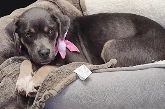 Help Find Zyla: Lost Dog in Chattanooga!