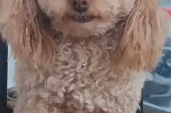 Missing Tan Poodle: Luca in Valley Stream