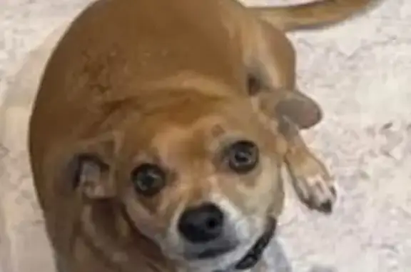 Lost Chiweenie: Yuki, Brown & White, Austin