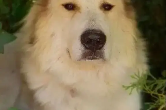 Chien Montagne des Pyrénées perdu à Auxerre - photo