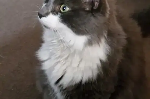 Chat perdu : Pelo, gris/blanc, secteur Fauvet - photo