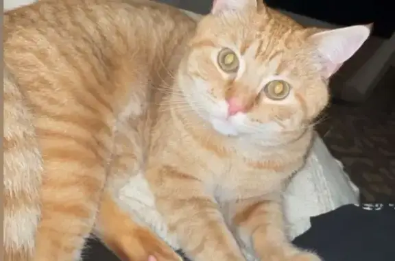 Animaux perdus Tourcoing, photo: Chat roux tigré perdu à Tourcoing