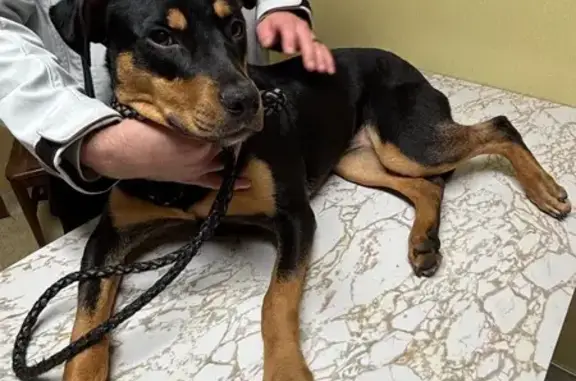 Lost: Sunny, 8-Month Rottweiler/Shepherd