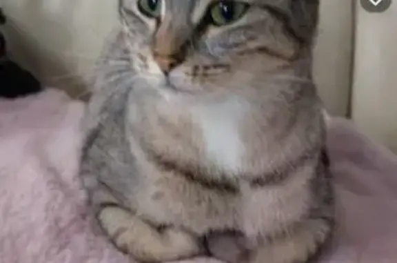 Chat perdu, Seloncourt, photo: Chatte tigre Chanel perdue à Seloncourt