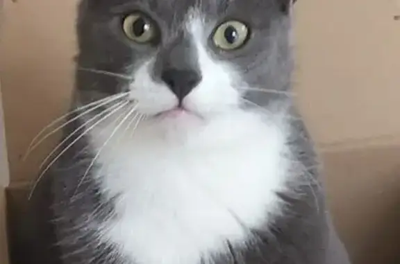 Chat gris foncé perdu, possible camion artisan - photo