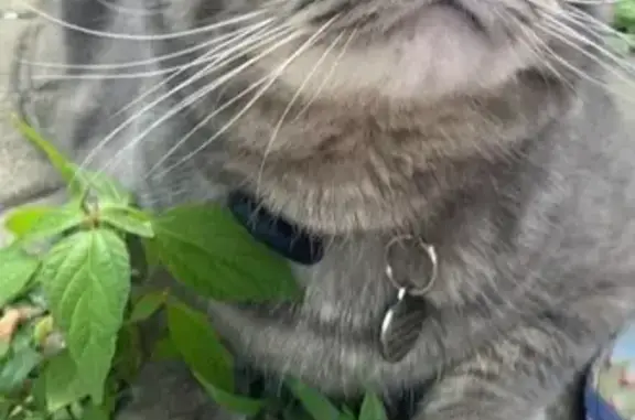 Missing Microchipped Gray Tabby in Easthampton