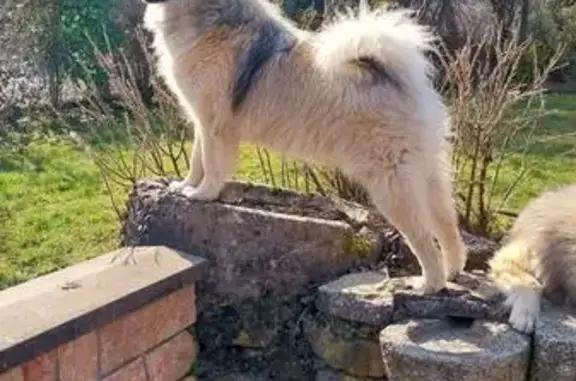 Chien perdu La Biolle, photo : Chien eurasien perdu à La Biolle