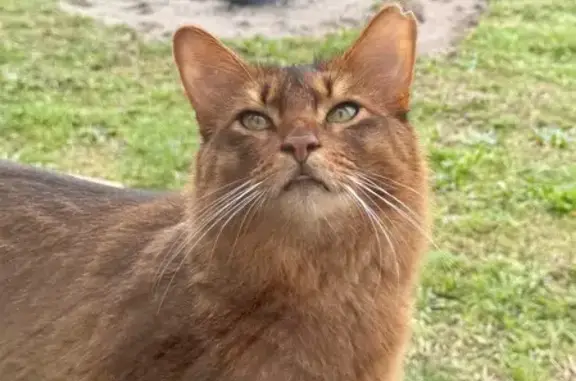 Chat roux perdu à Azur, 11/02 matin - photo