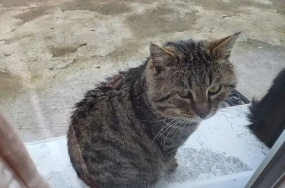 Chat blessé disparu à Aulnat, Rue Barbusse - photo