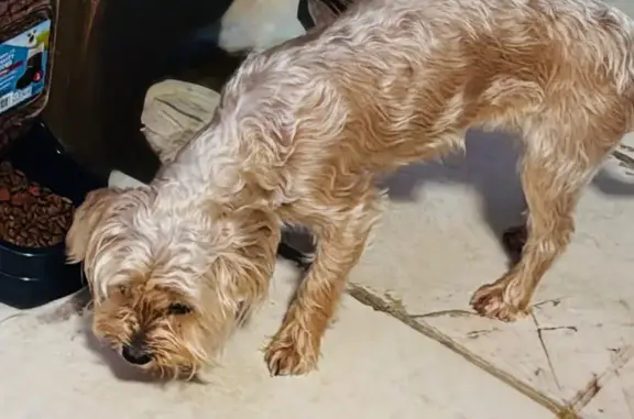 Lost Yorkie Alert: Light Brown, Bridgeport