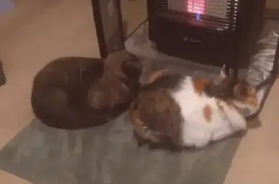 Animaux perdus Homécourt, photo: Chat tricolore perdu, appelez Homécourt