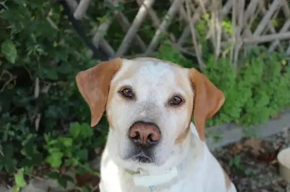 Chien perdu près de la jardinerie - photo