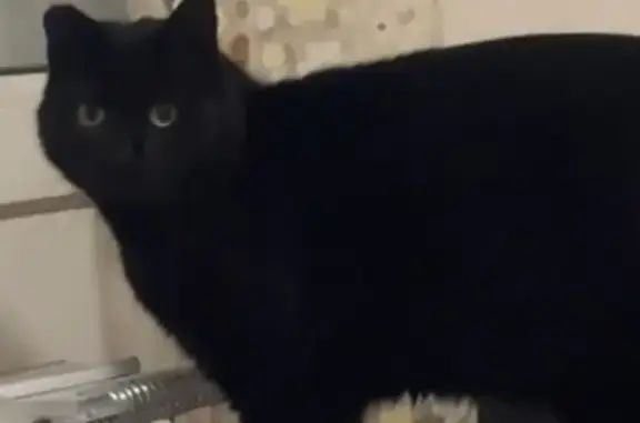 Chat trouvé Le Pecq, photo: Chat noir trouvé, TAWA, Le Pecq